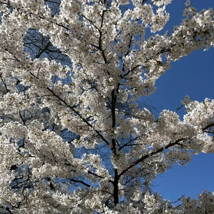 Keele Christopher Gallagher 11