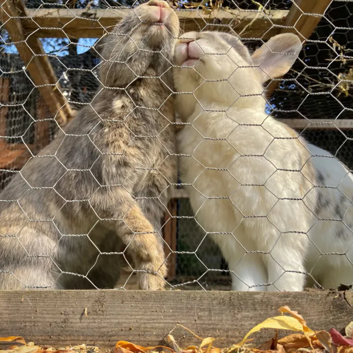 I3-Toby-Bunny Buddies