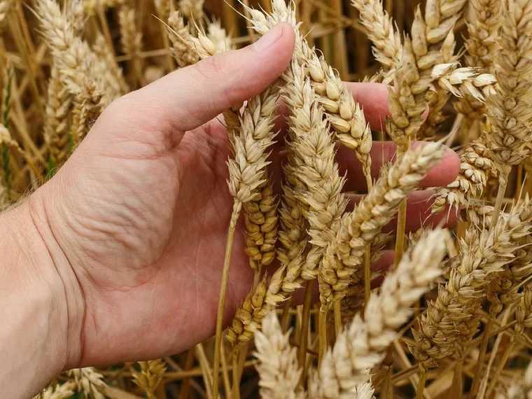Wheat-G1a4445fe3_1280