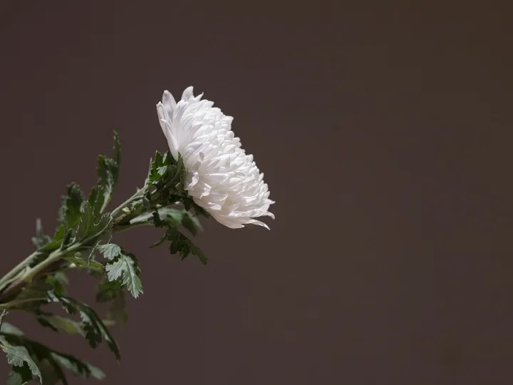 Chrysanthemum, white chrysanthemum, wreath