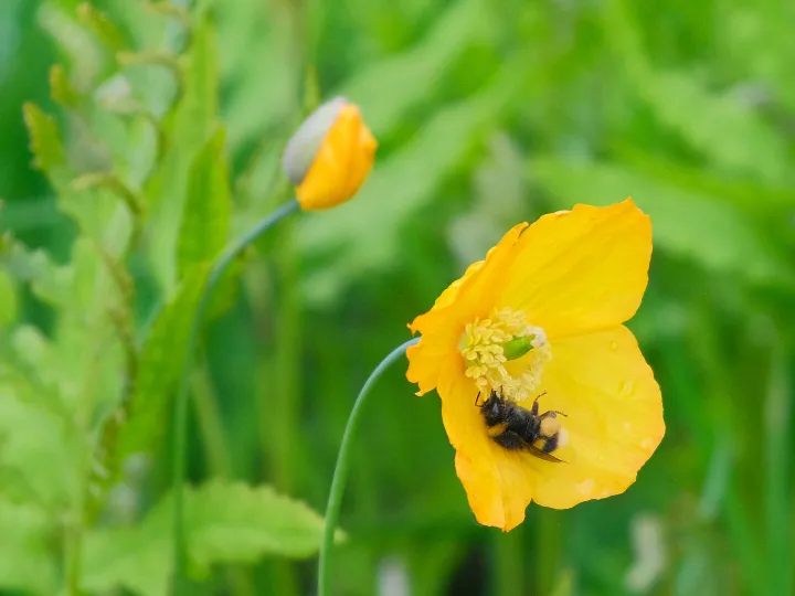RR Bumblebee in Welsh Poppy F9344
