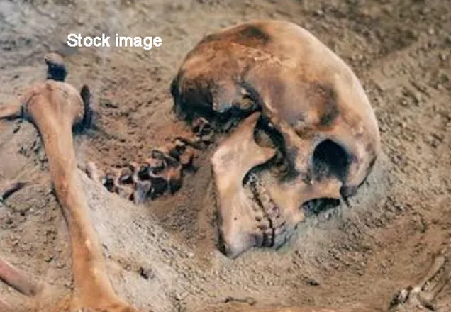 Skeleton_stock Image