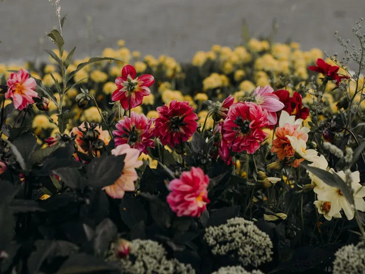 A serene garden scene with colorful flowers