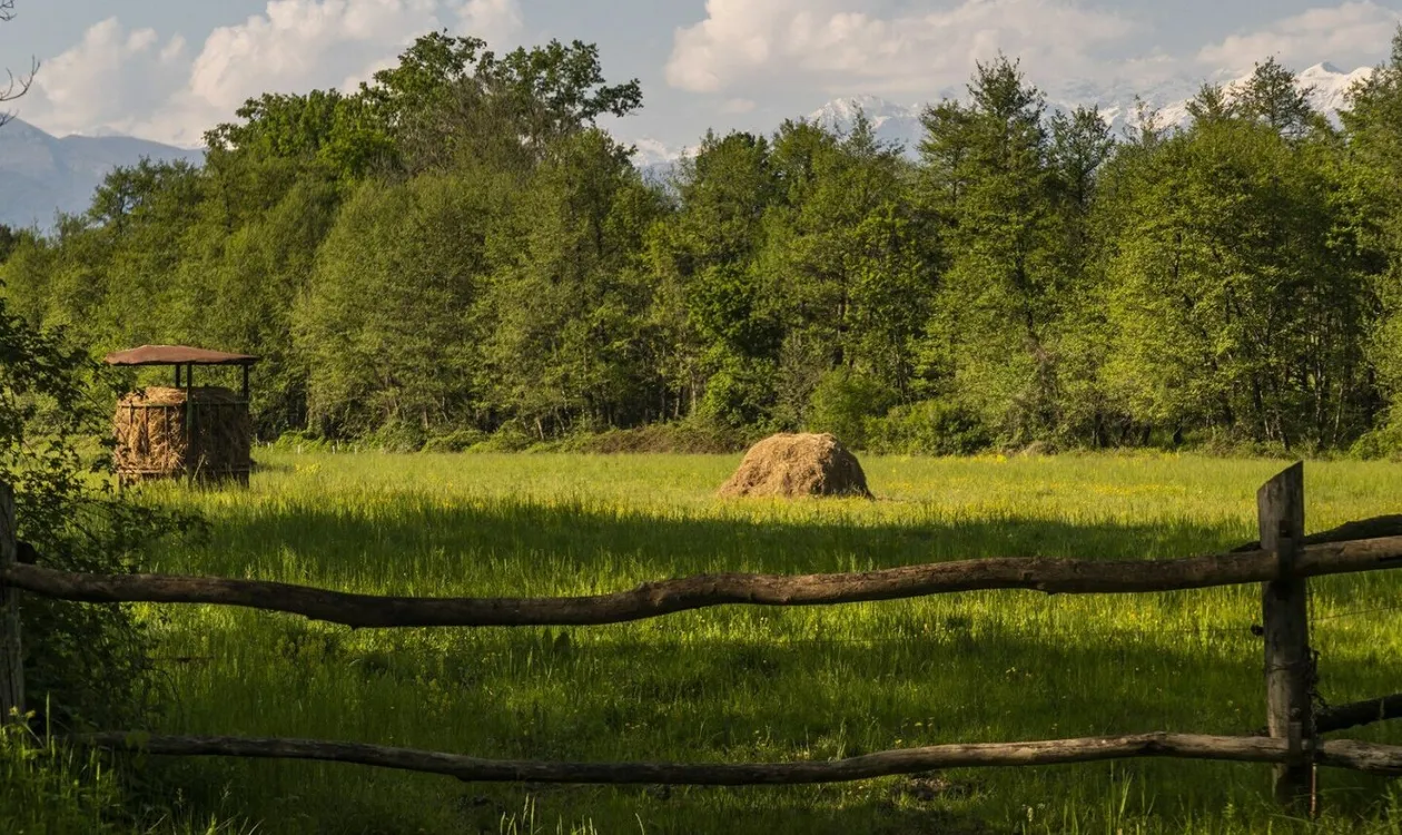 Green farmland behind the wooden fence