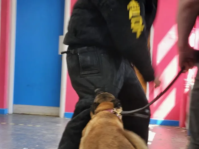 Dog Obedience Training Beside Handler
