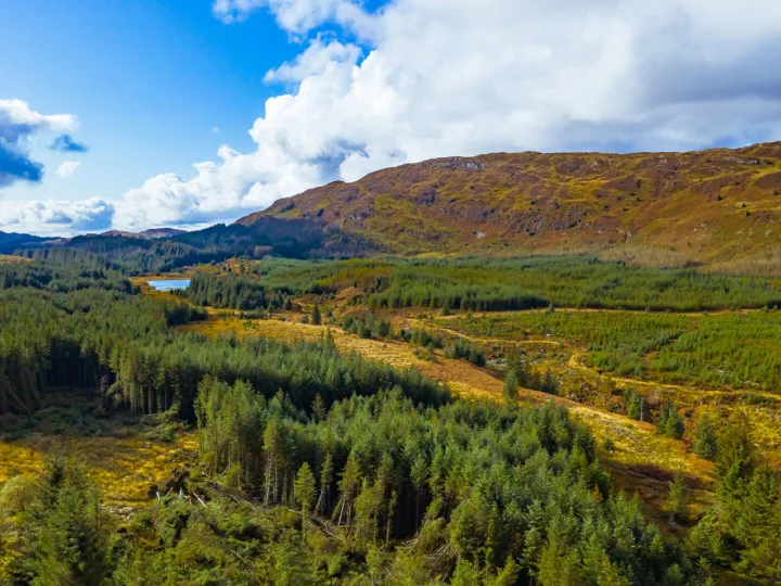 Forestry Sector