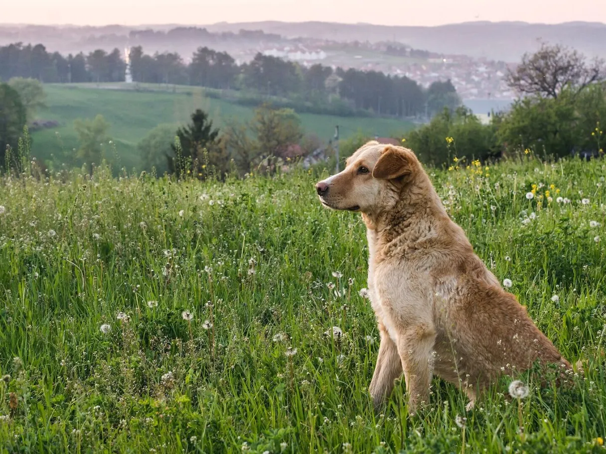 Cute adorable brown dog