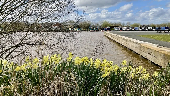 Daffodils