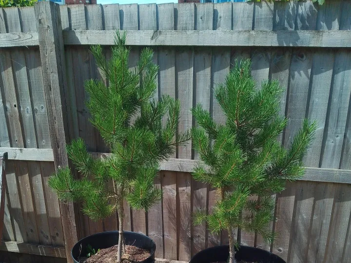 Items free to a good home! – Pines in tubs n/r