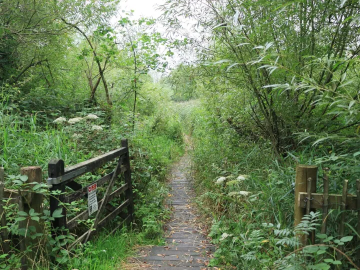Narrow boardwalk path through green woodland beside a wooden gate