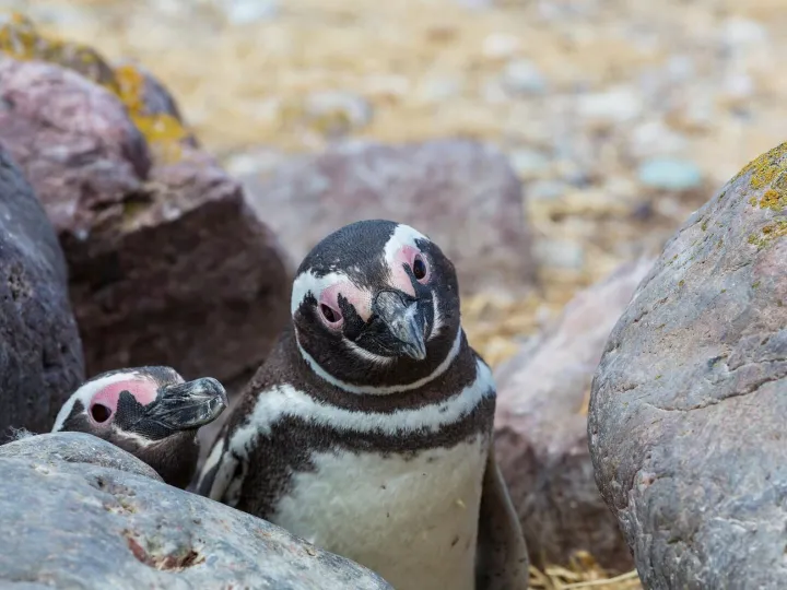 Penguin