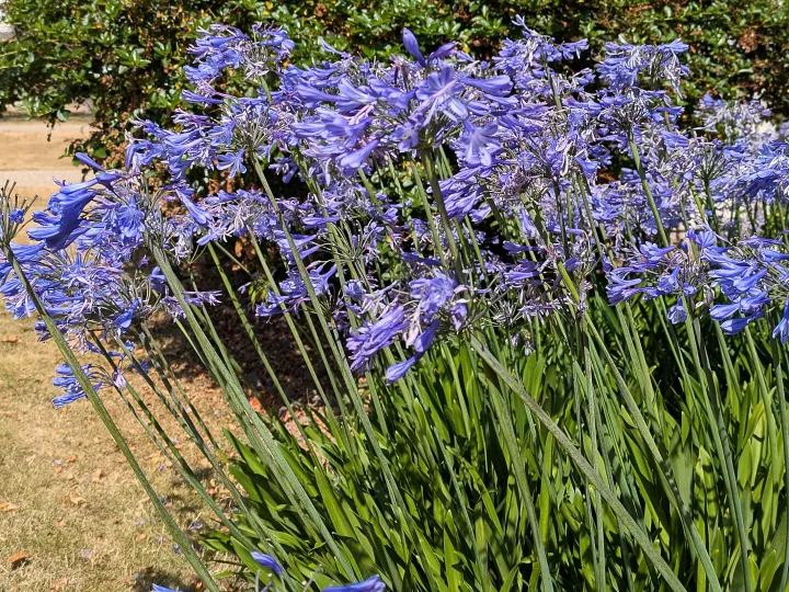 #Blue Agapanthus Pxl_20260721_103332091