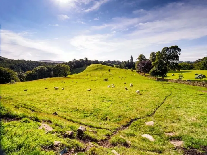 Sheep grazing the fields at Mellor Knowl Farm