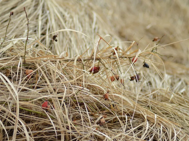 Detailed close-up of dried grasses with withered