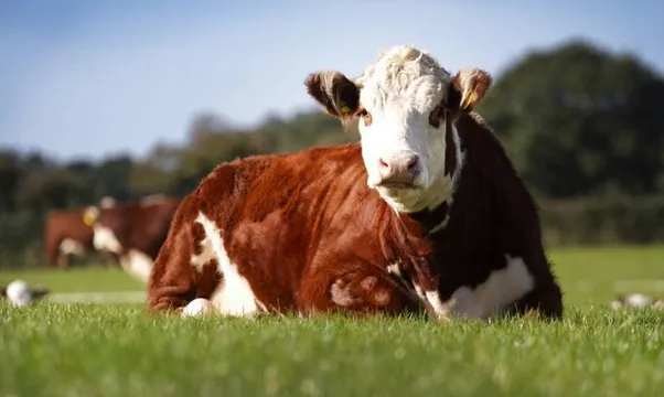 Sponsors Feature – Hereford Cattle Society