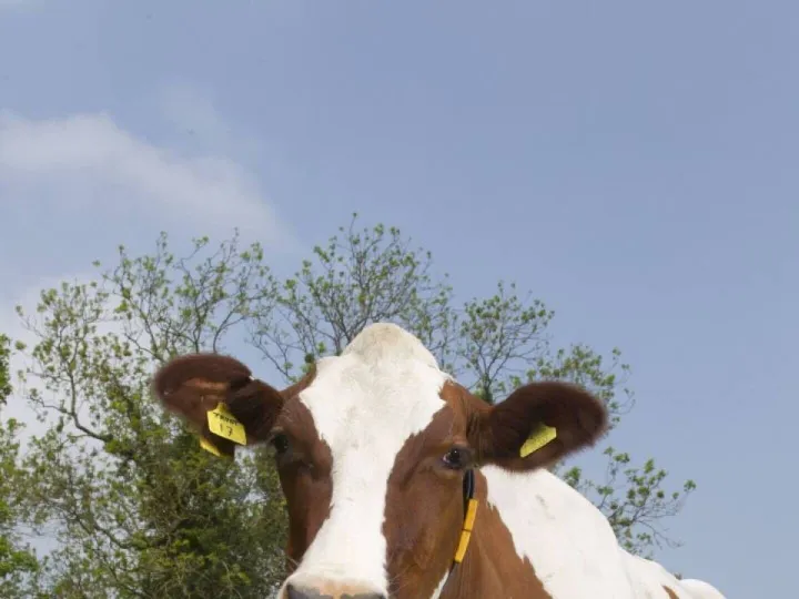 Photo: RH&W UK Dairy Cattle Welfare Strategy
