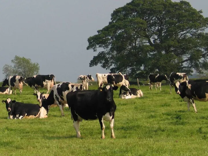 Paragon: accelerating herd improvement with ET and IVF