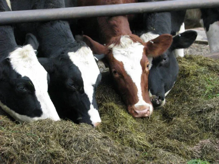 BCBC will be attending UK Dairy Day