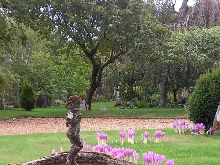 Colchicums