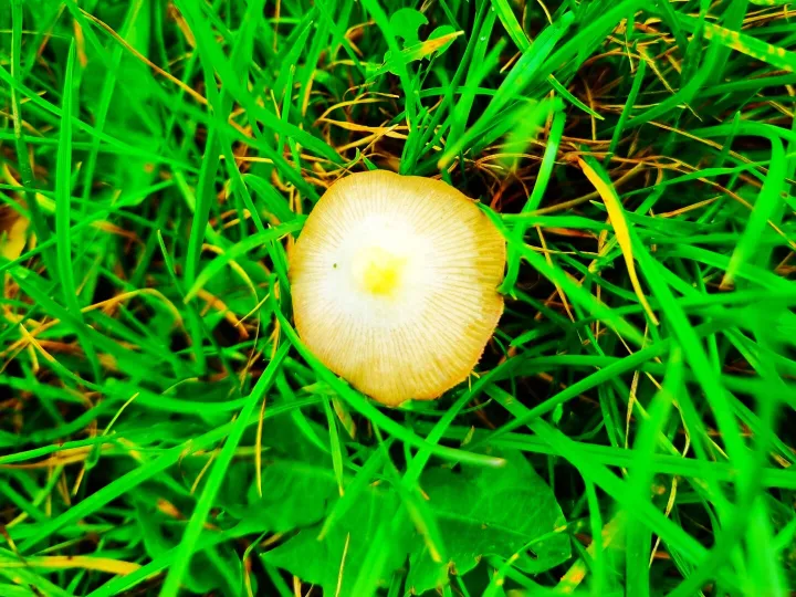 Yellow Fieldcap