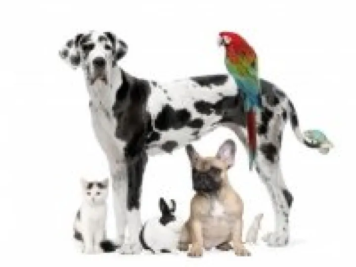 Pets