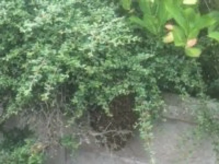 Bees