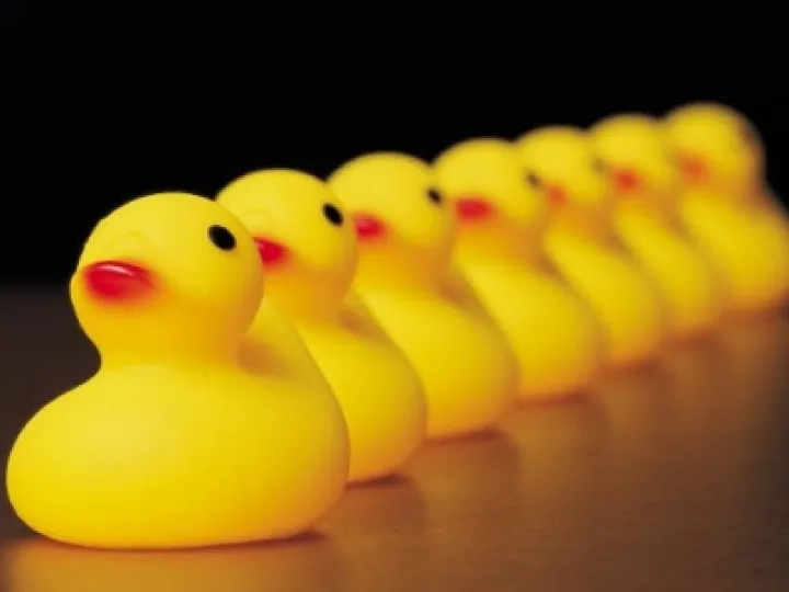 missing ducks