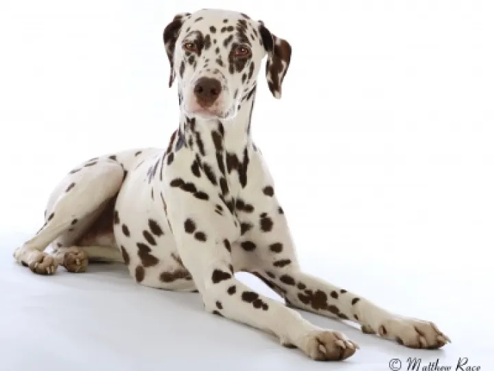 DogPic 01