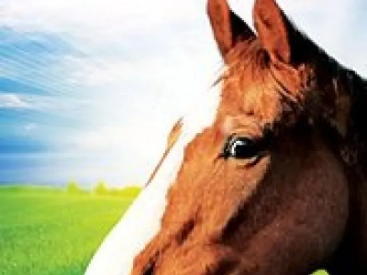 dark horse