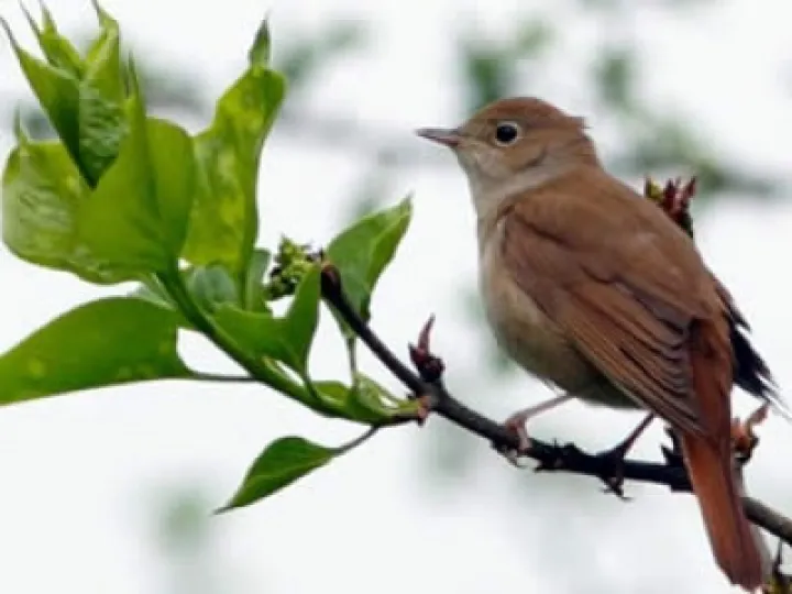 page-nightingales