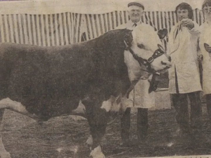 Bull