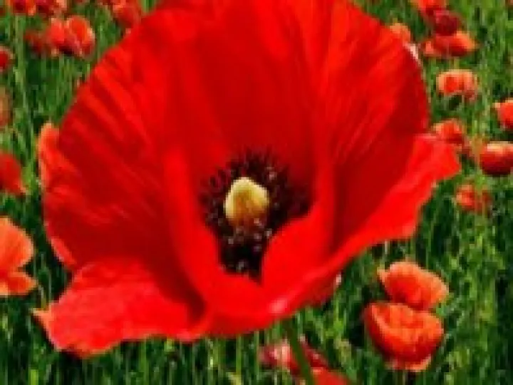 Poppy 07d