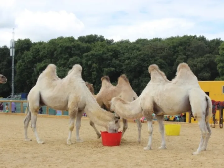 camel