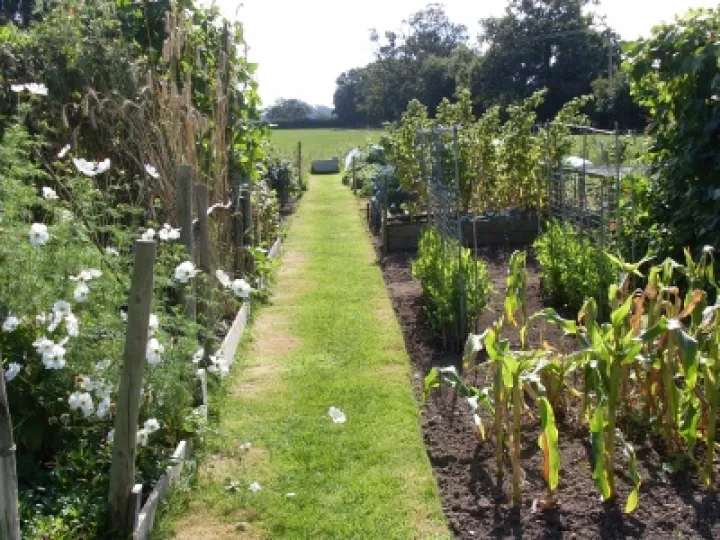Allotment2