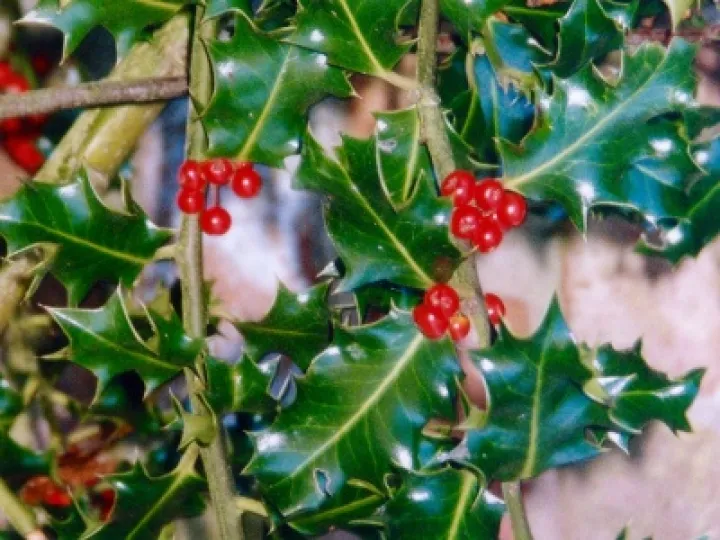 DJW Holly03