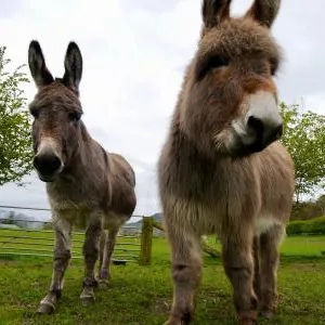 Donkeys at Brown Knowl