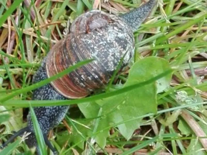 Sunflower sower_snail