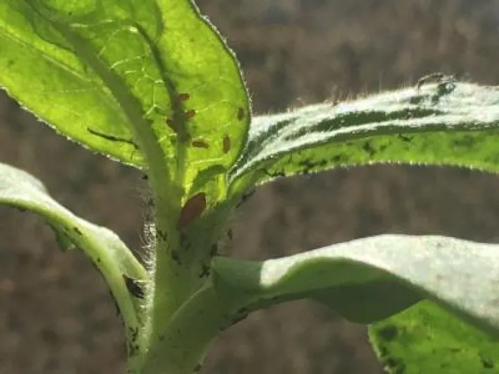 balcony sunflower sower_bugs