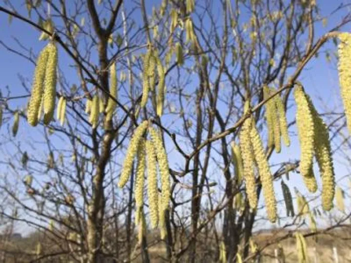 Hazel-catkins-wiggle-in-t-015