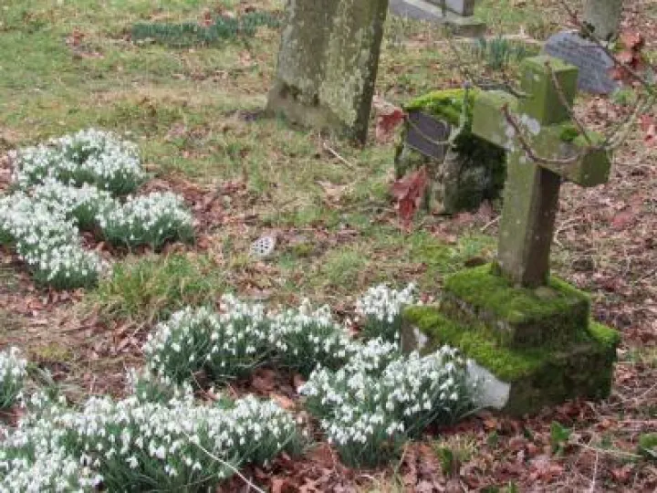 snowdrops in churchyard