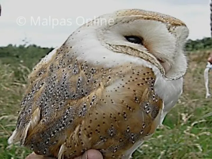 barn owl 1