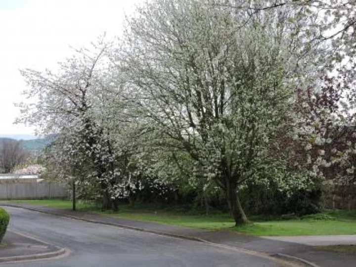 Warton 3