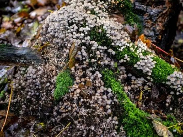 Fungal Foray 6