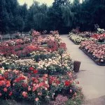 Chestre Zoo July 1969