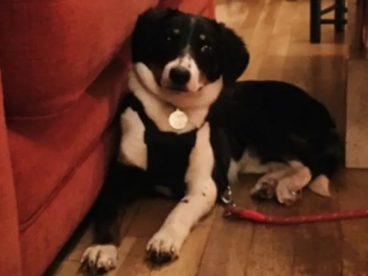 Lost Dog Dime