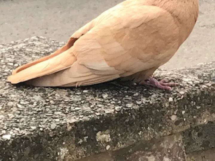mansell bird