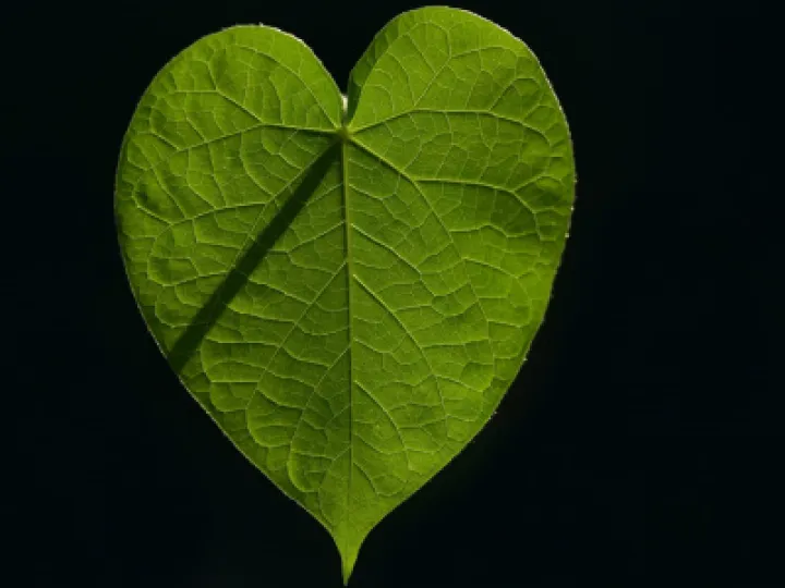 leaf