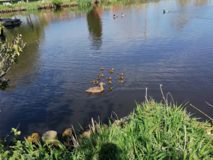 hankelow ducklings 2