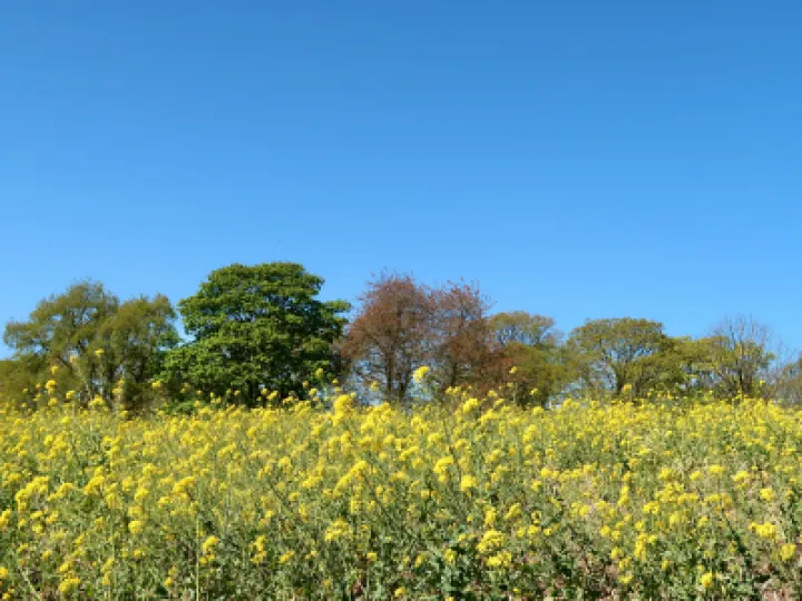 Yellow 1