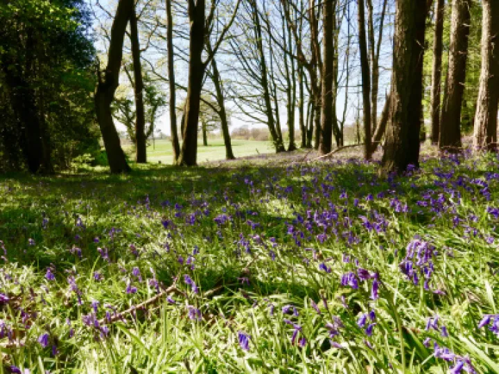 Bluebell 1